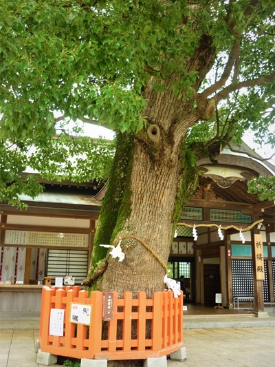 宇佐神宮_大楠