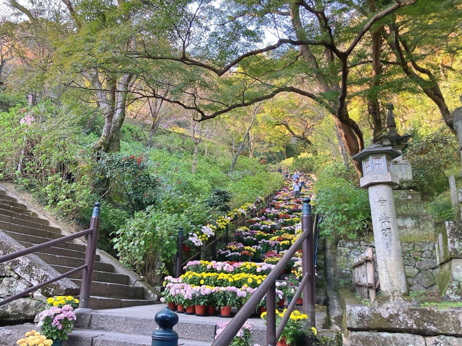 長谷寺_菊回廊