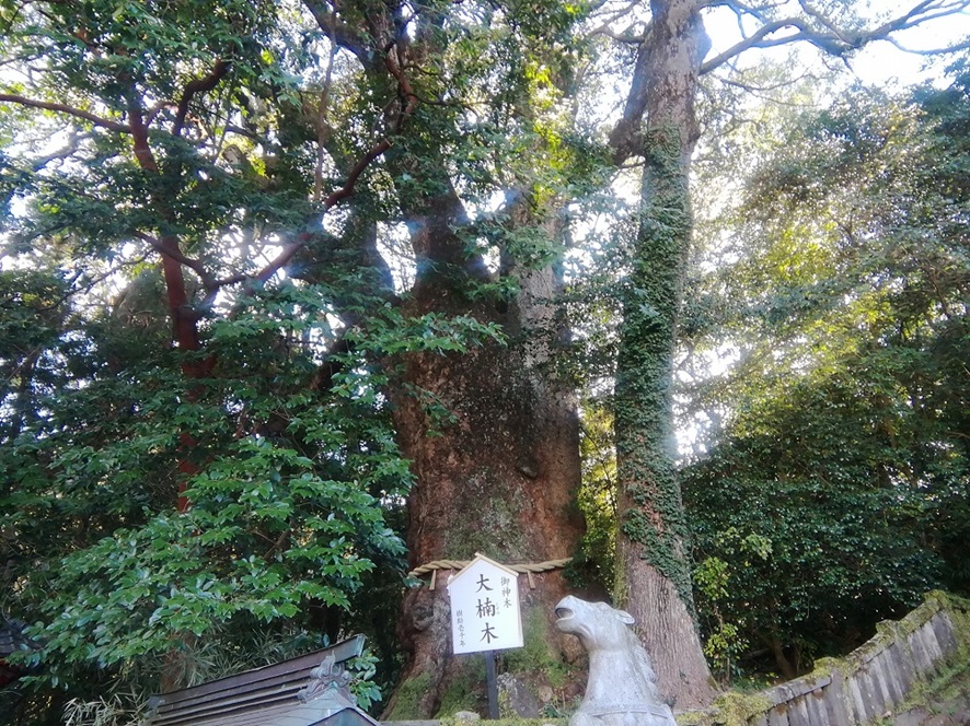 八幡朝見神社_大楠木