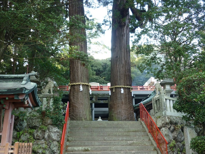 八幡朝見神社_夫婦杉