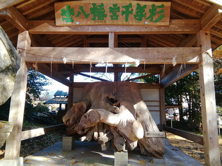 雲八幡宮_千年杉