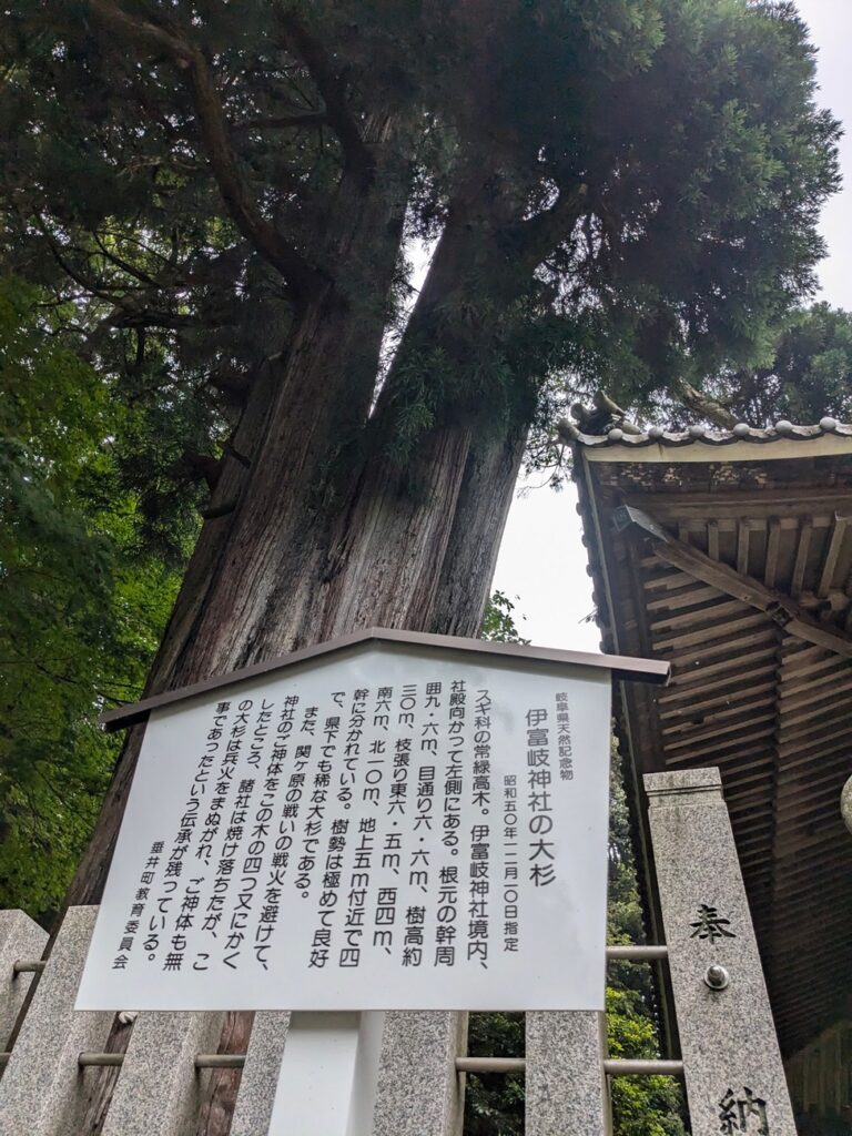 伊富岐神社_大杉