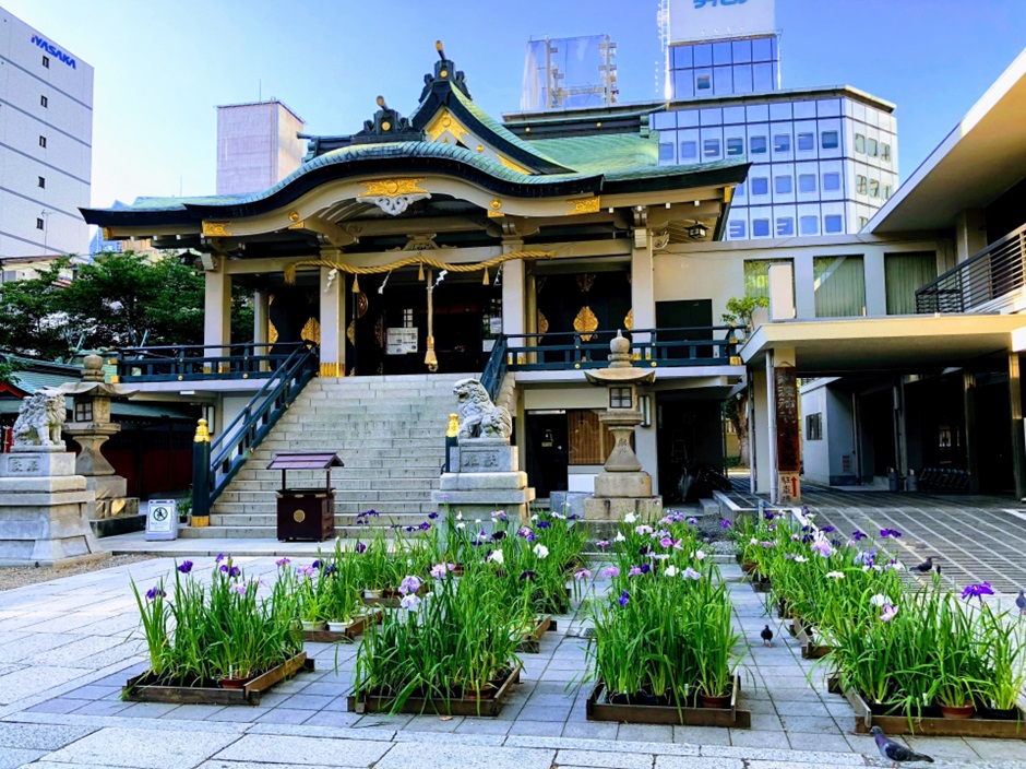 難波神社_菖蒲