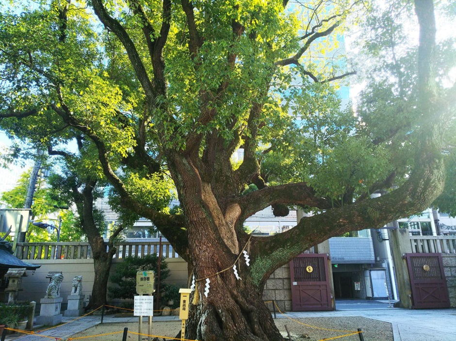 難波神社_楠