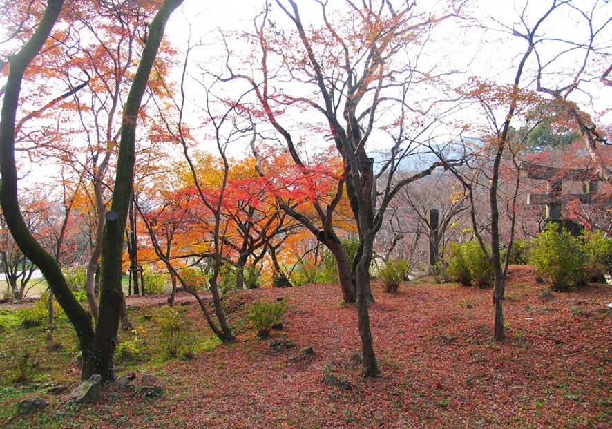 竈門神社_紅葉