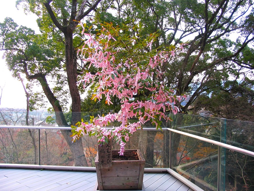 竈門神社_展望舞台_幸福の木