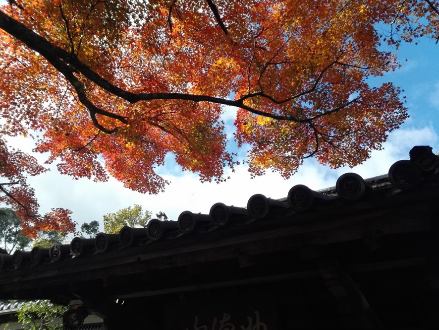 鈴虫寺_紅葉