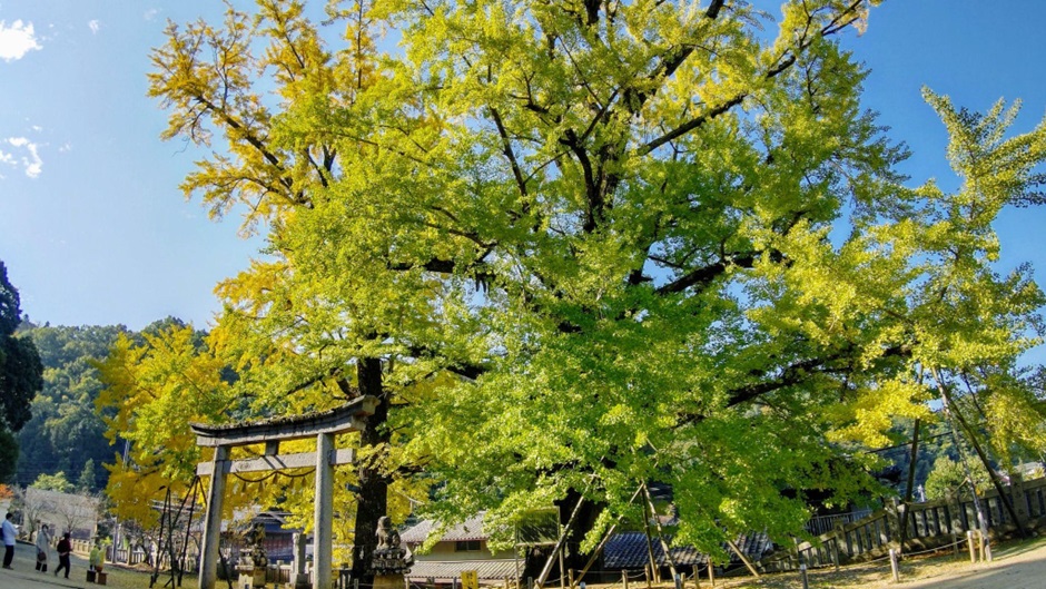 岩部八幡神社_大イチョウ