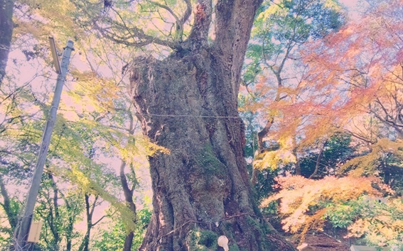 柞原八幡宮_大楠