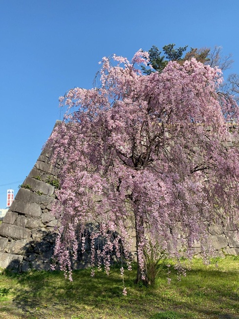 櫻山神社_盛岡城跡