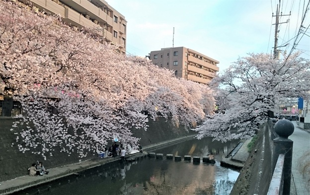 弘明寺_大岡川桜並木