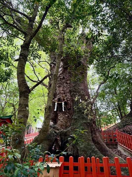 新田神社_御神木