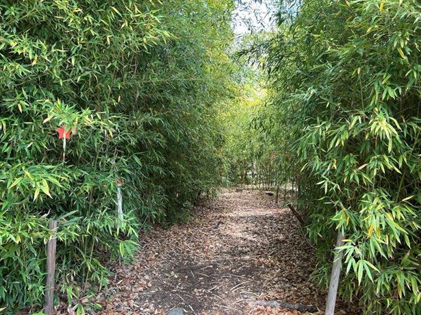 大阪城豊國神社_竹藪の小道