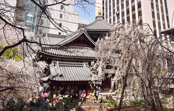 六角堂頂法寺_桜