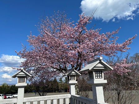 樽前山神社_桜