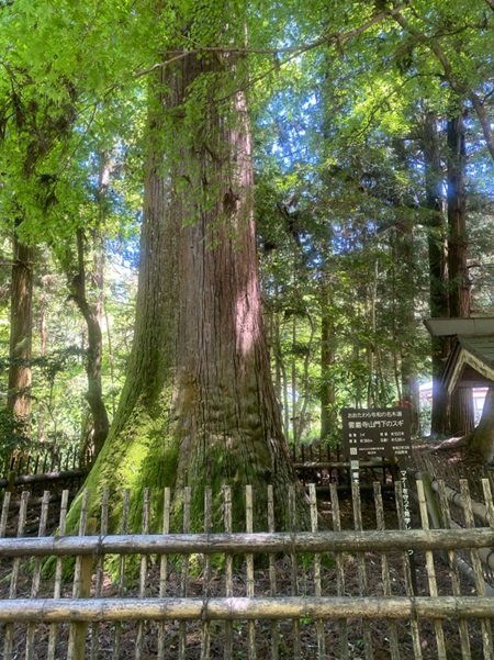 雲巌寺_杉の大木