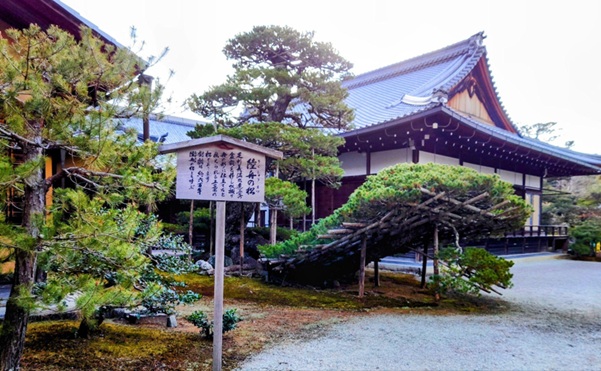 金閣寺_陸舟の松