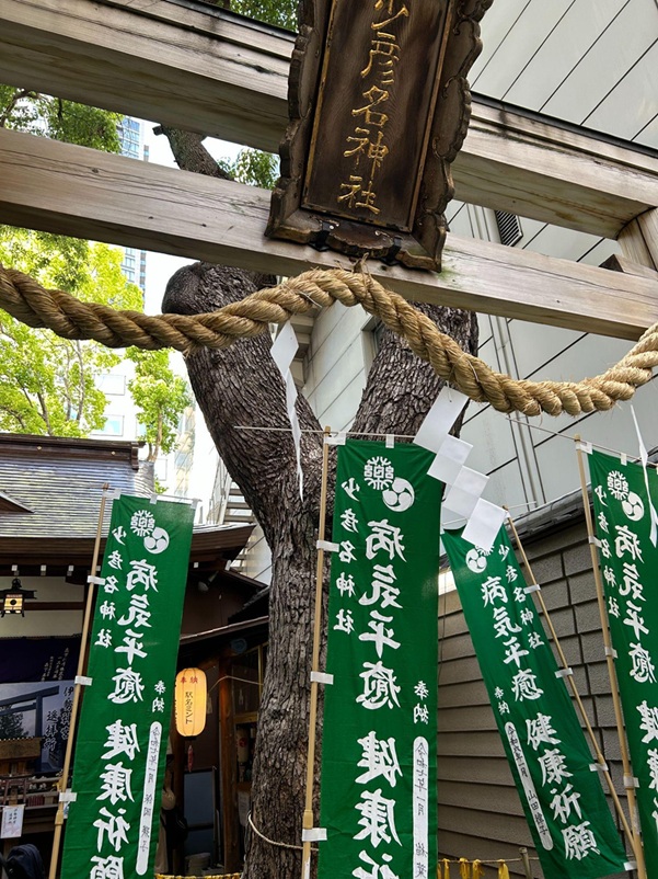 少彦名神社_御神木クスノキ