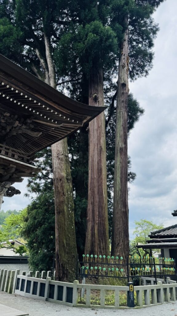 小国両神社_三神杉