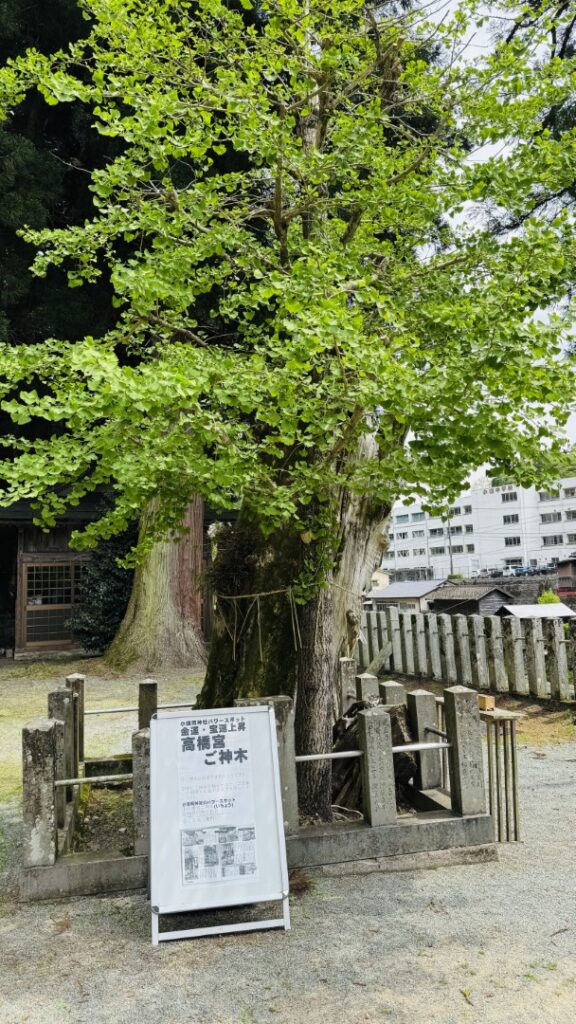 小国両神社_髙橋宮ご神木
