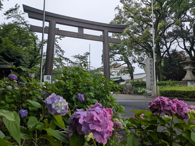 愛知縣護國神社_鳥居_あじさい