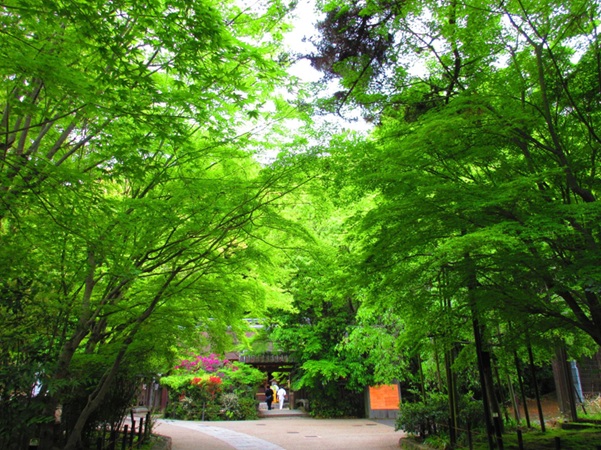 宇治上神社_参道_もみじ
