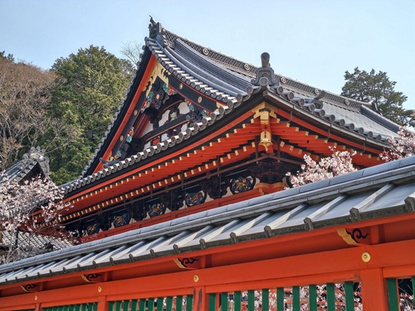 毘沙門堂_本殿_桜