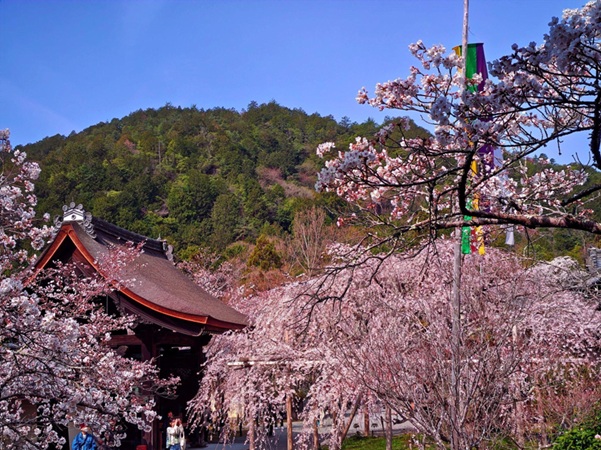 毘沙門堂_桜