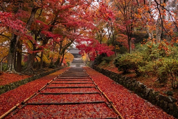 毘沙門堂_紅葉