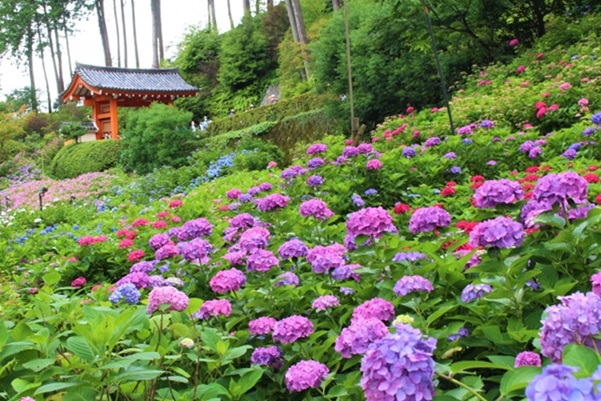三室戸寺_アジサイ