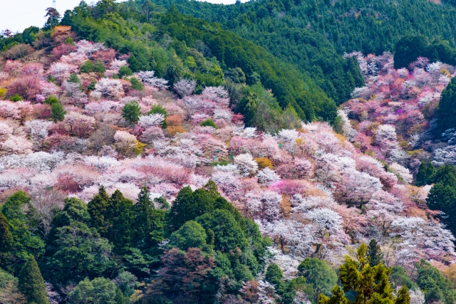 吉野山 千本桜