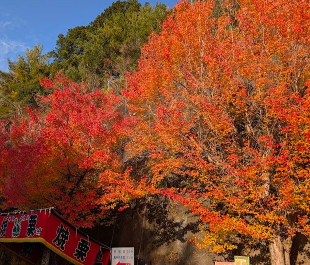 鳳来山東照宮_紅葉