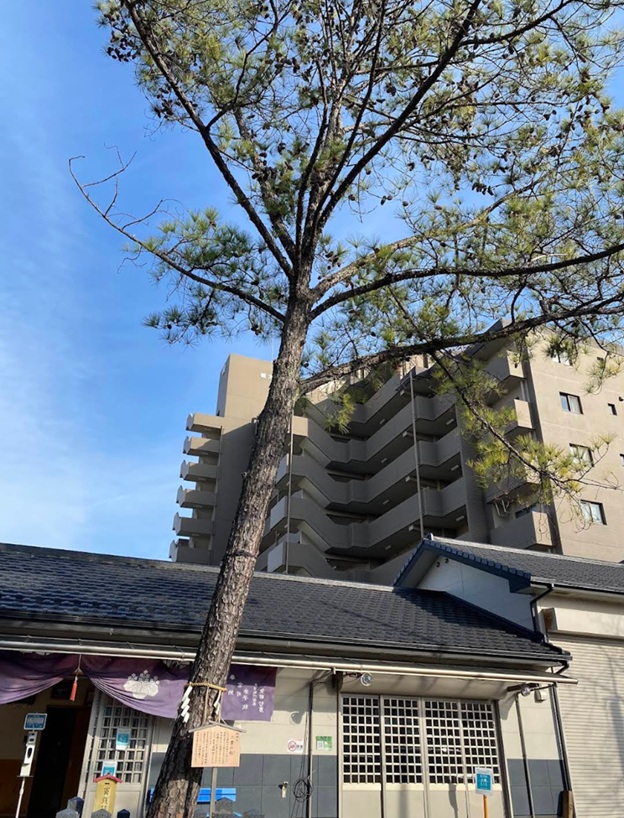 別小江神社_三葉松