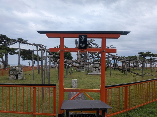 唐崎神社_唐崎の松