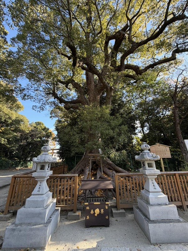 大鳥大社_根上がりの大楠