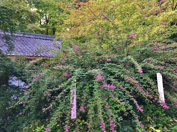 梨木神社_萩_俳句