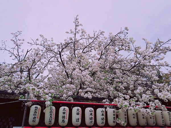 平野神社_桜