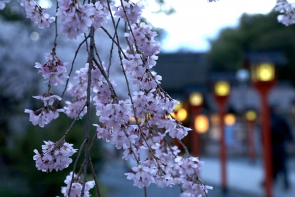平野神社_夜桜