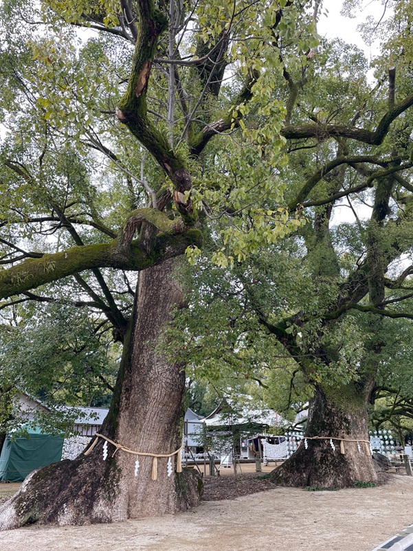 諫早神社_大楠