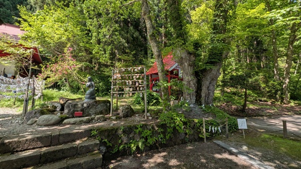 御座石神社_厄割り玉_神木