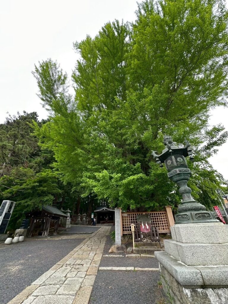 熊野大社_大銀杏