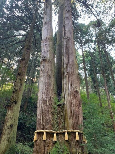 御岩神社_三本杉