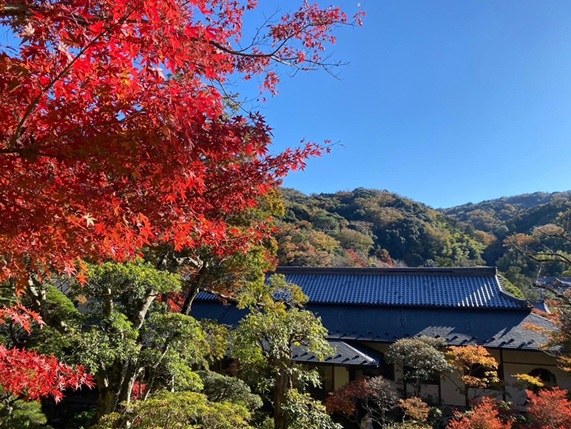 修善寺_庭園_裏山