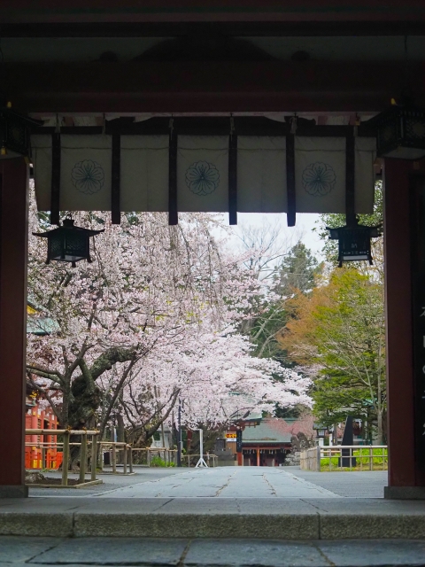 鹽竈神社_鹽竈桜