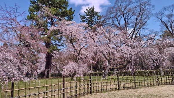 京都御苑_しだれ桜