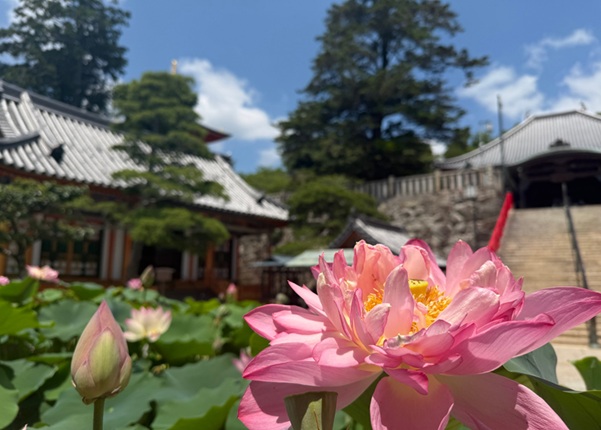 中山寺_蓮の花
