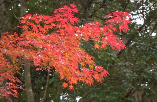 寳登山_紅葉