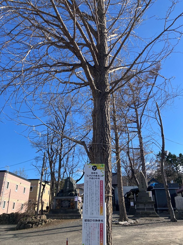 星置神社_むすびの銀杏