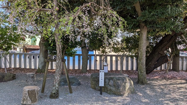 伊勢原大神宮_枝垂桜