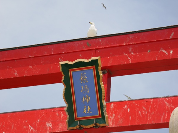 蕪嶋神社_鳥居_ウミネコ